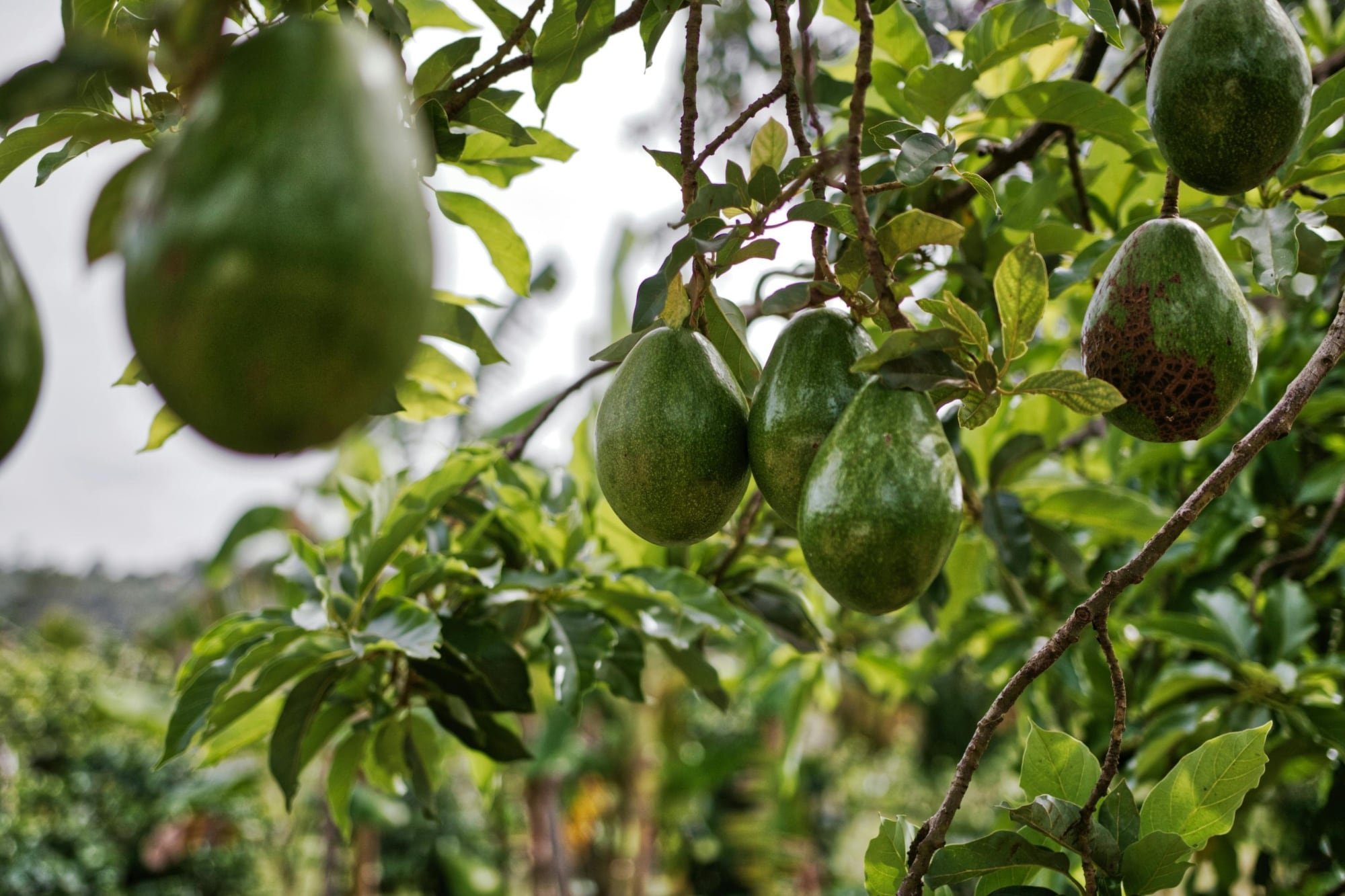 La palta es un alimento nutritivo, pero no todos pueden consumirla. Aquí te contamos sus efectos.