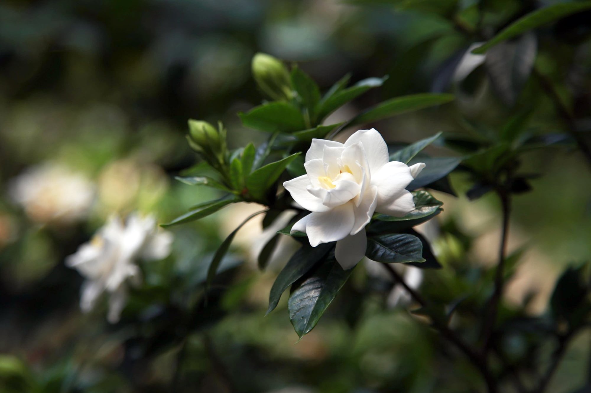 El té de jazmín, originario de China, aporta beneficios para la salud y el bienestar.