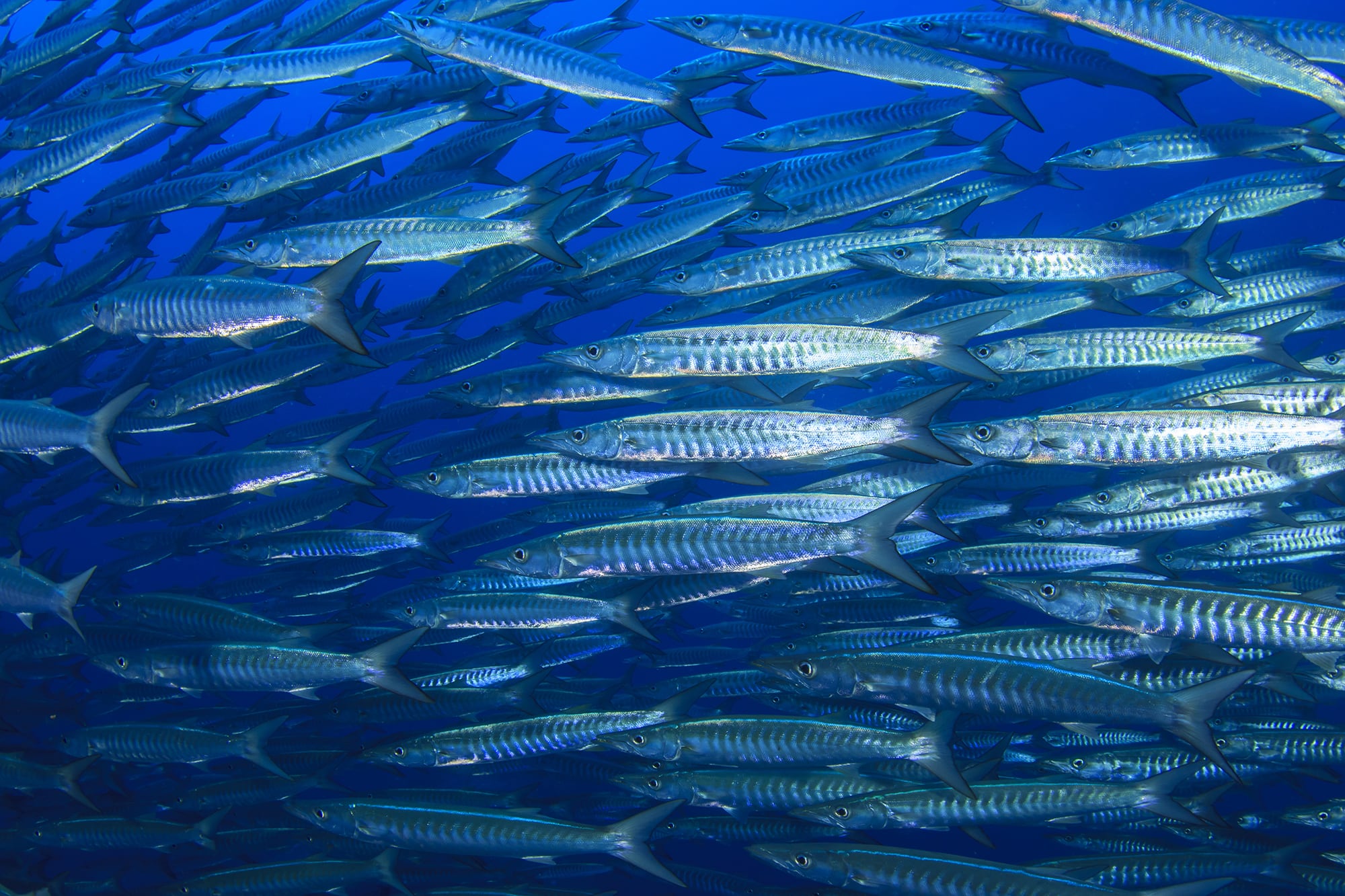 La caballa es un pescado econ&oacute;mico y nutritivo que favorece la salud cardiovascular y cerebral.