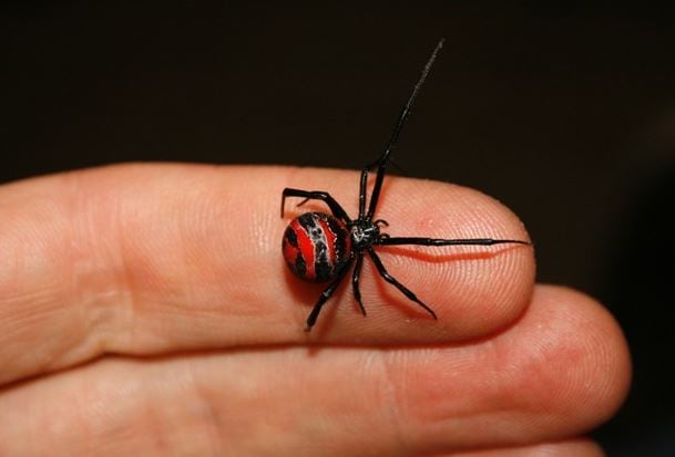Cinthya Klitbo fue hospitalizada tras ser mordida por una araña viuda negra durante sus vacaciones en Guadalajara.