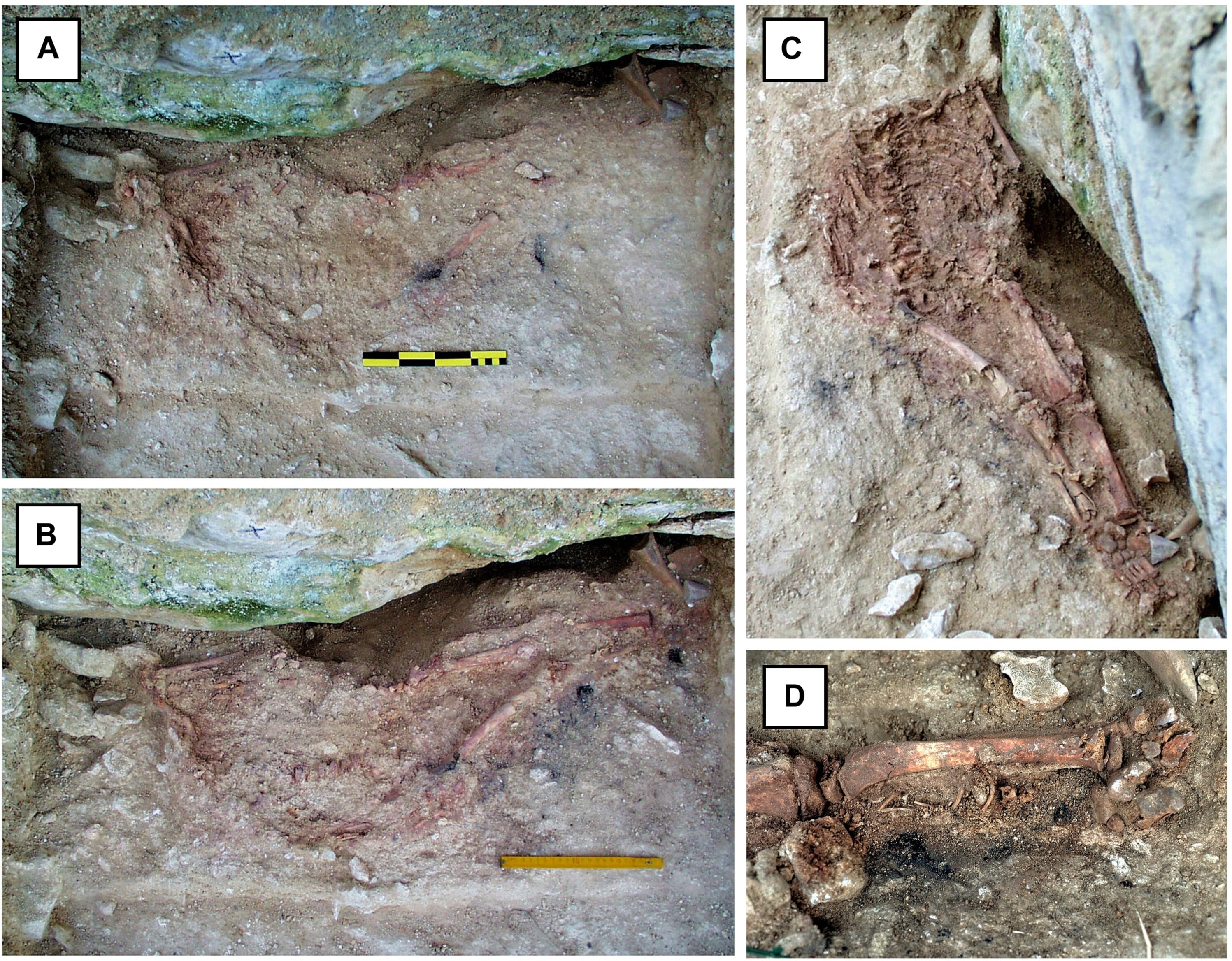Investigadores hallaron que el 'Niño de Lapedo' vivió hace 27,780 a 28,850 años, sugiriendo posible hibridación.