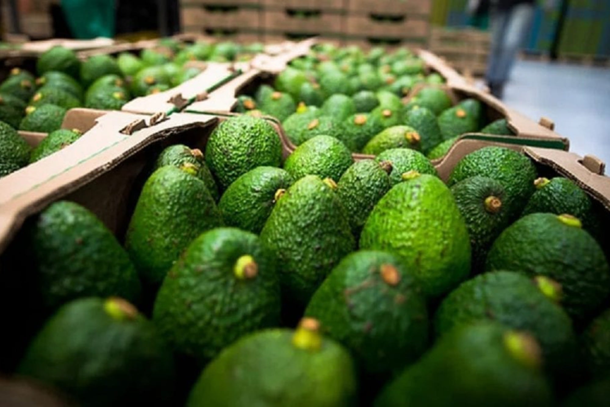 La palta es un alimento nutritivo que ofrece múltiples beneficios, pero no es apto para todos.