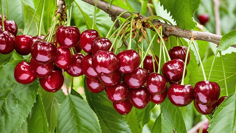 Las cerezas pueden ayudar a bajar el ácido úrico y prevenir la gota, según estudios recientes.