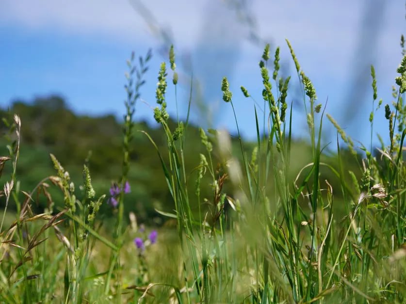 Investigadores del INTA presentan pasturas megatérmicas para mejorar la ganadería en suelos difíciles.