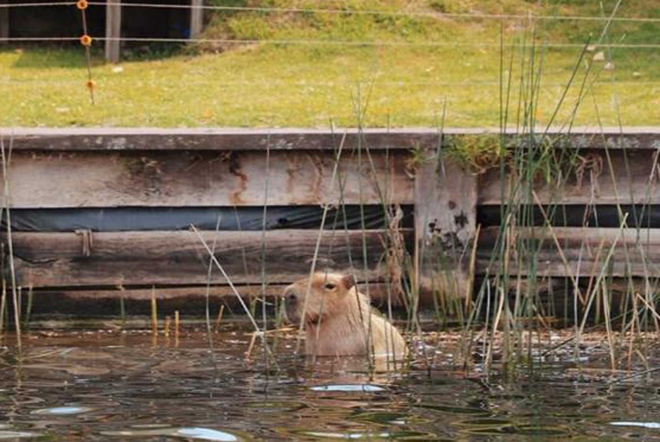 Un intenso debate en vivo sobre el traslado de carpinchos en Nordelta generó controversia entre Santiago do Rego y Matías Bertolotti.
